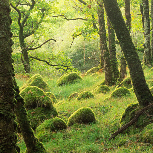 Let's Find Moss