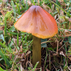 Peachy's UK Waxcaps